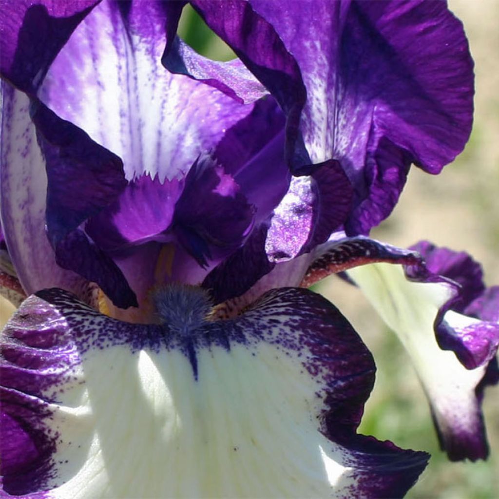 Iris germanica Going My Way - Iris des Jardins