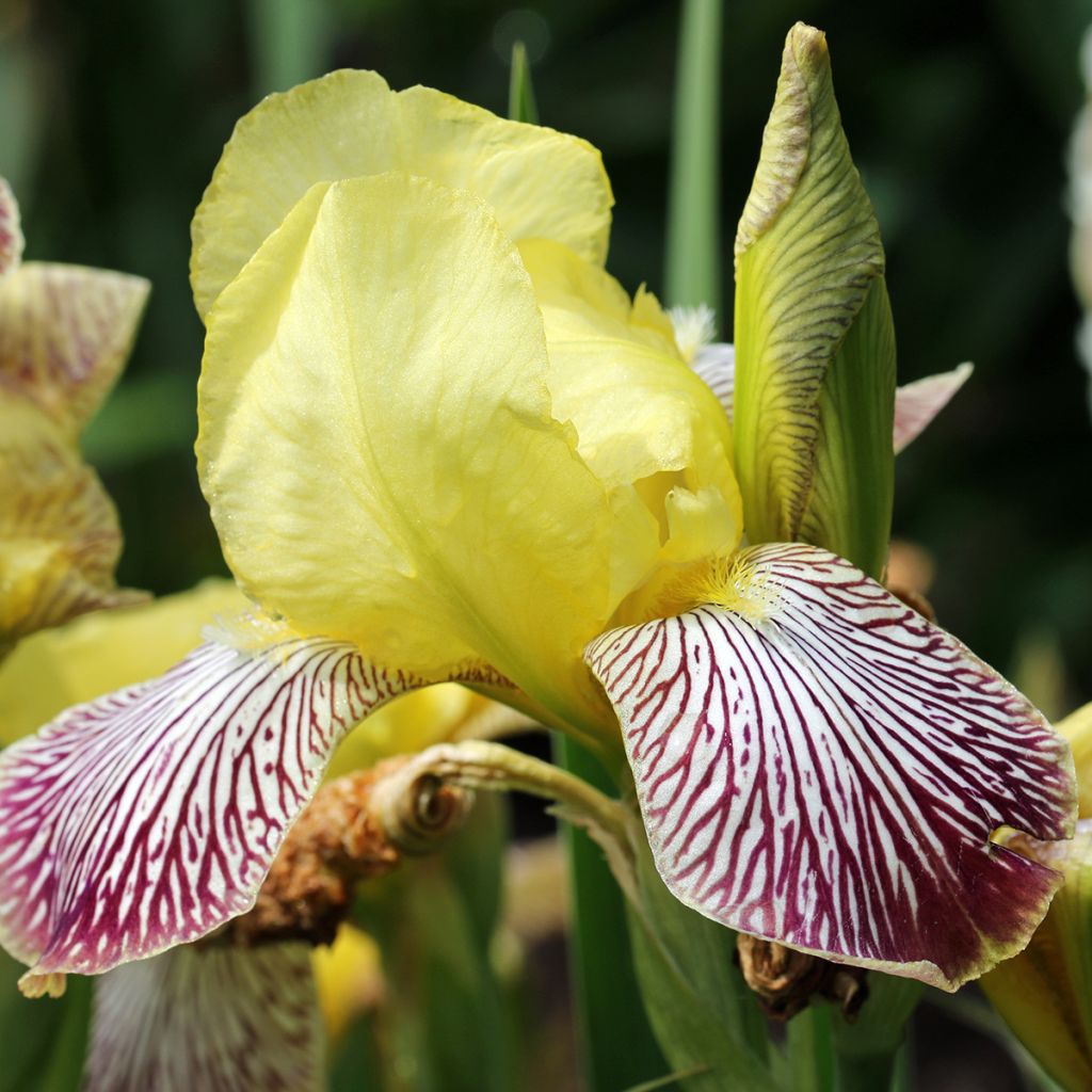 Iris germanica Gracchus - Giaggiolo paonazzo