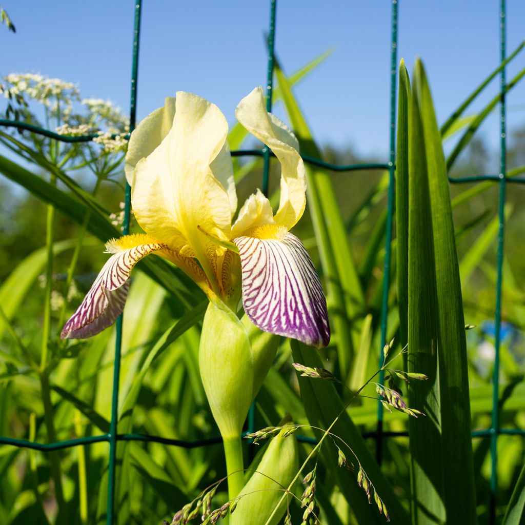 Iris germanica Gracchus - Giaggiolo paonazzo