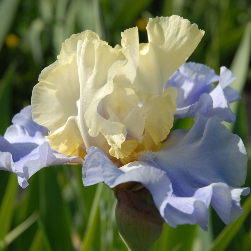 Iris germanica Haut les Voiles - Giaggiolo paonazzo