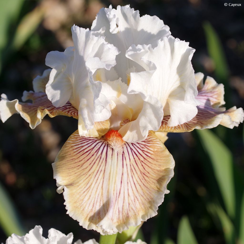 Iris germanica Hello Darling - Giaggiolo paonazzo