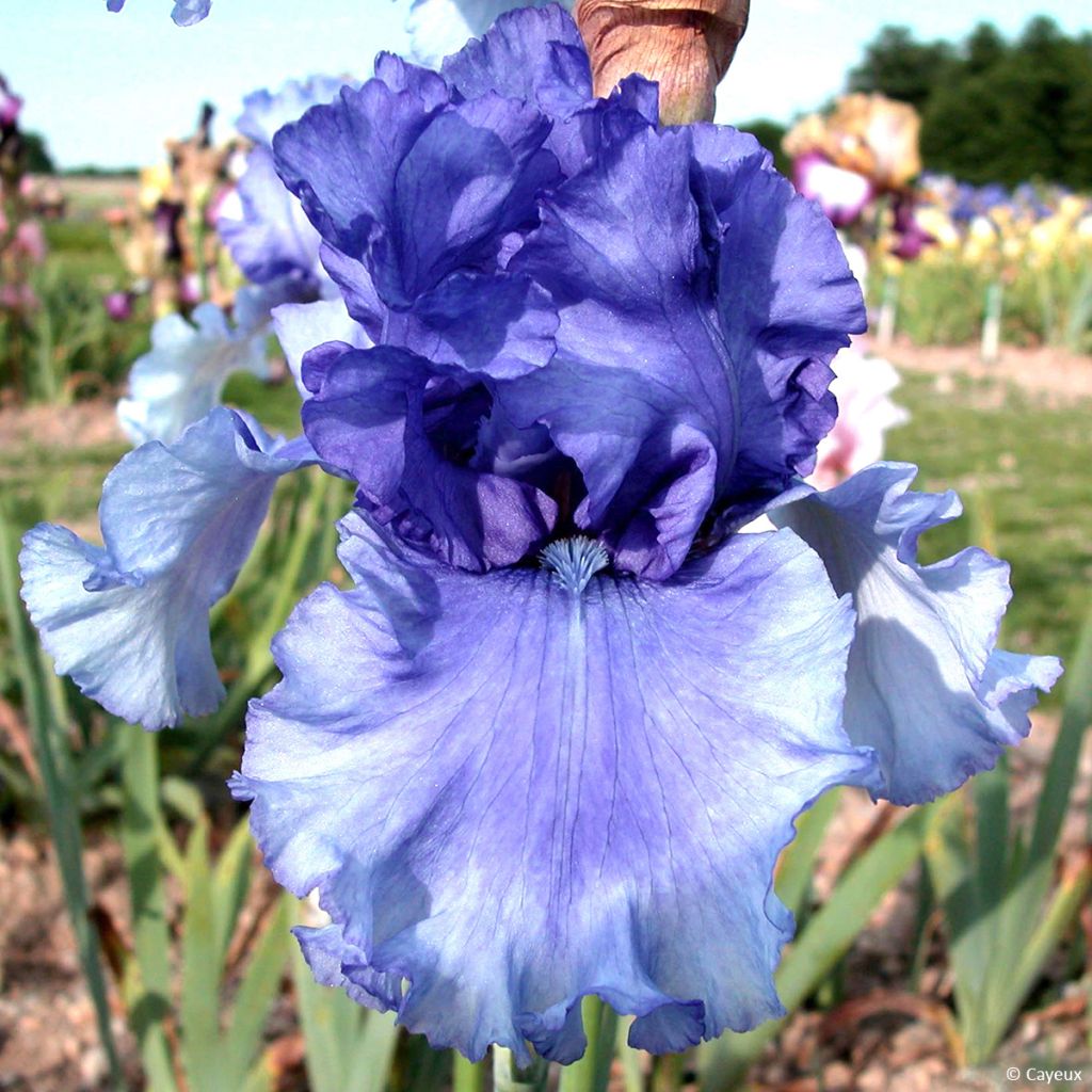 Iris germanica Honky Tonk Blues - Giaggiolo paonazzo