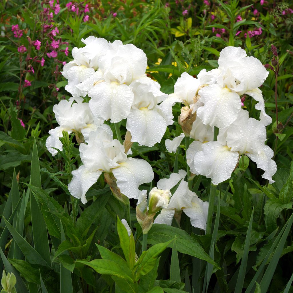 Iris germanica Immortality - Giaggiolo paonazzo