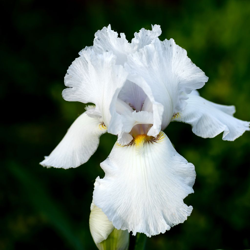 Iris germanica Immortality - Giaggiolo paonazzo