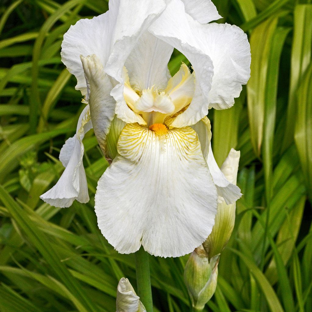 Iris germanica Immortality - Giaggiolo paonazzo