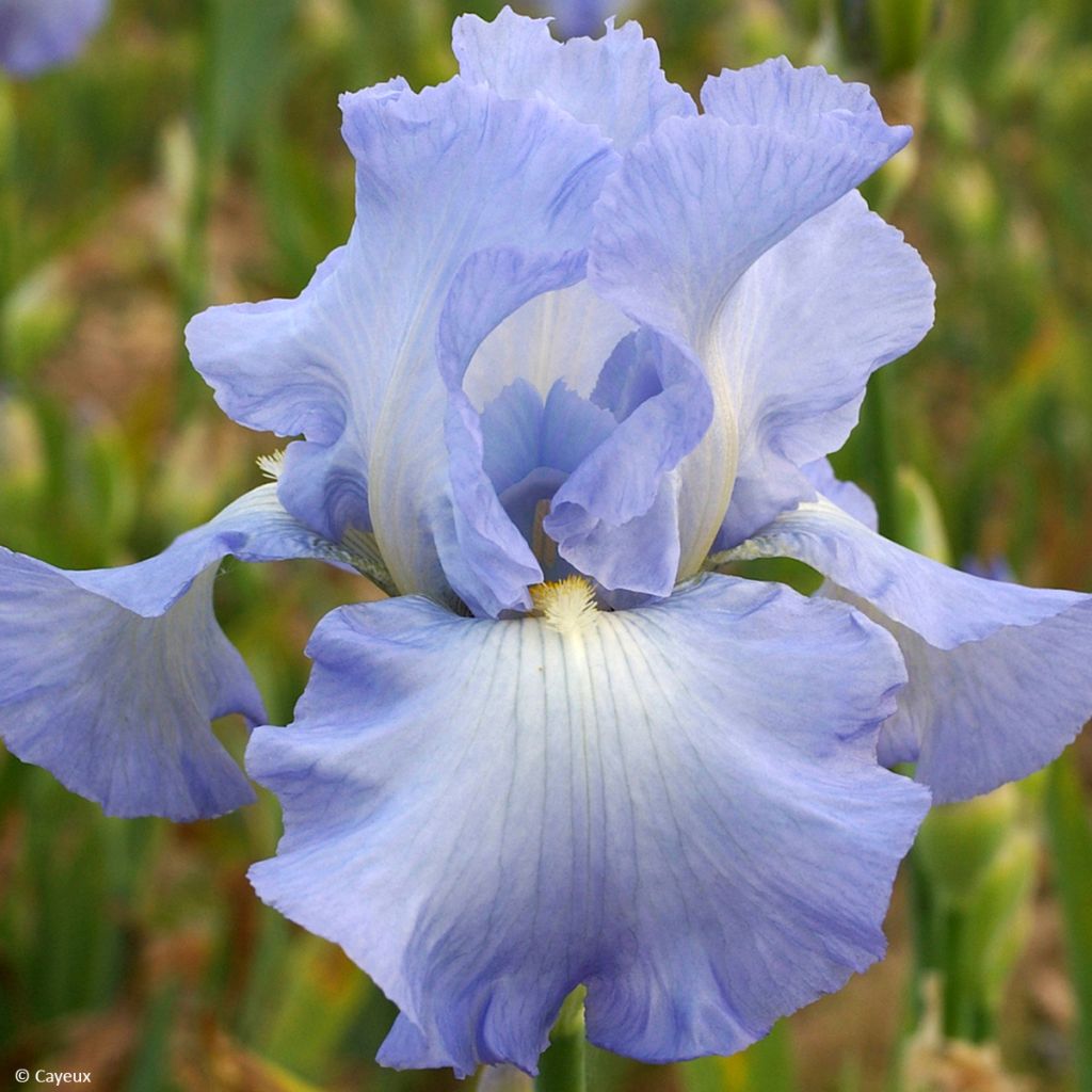 Iris germanica Joyful Skies - Giaggiolo paonazzo