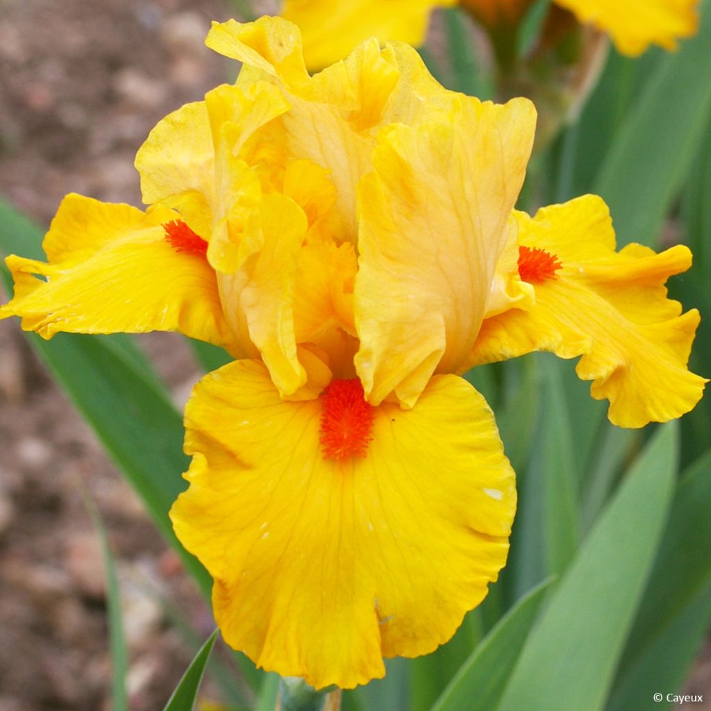 Iris germanica Jus de Pomme - Giaggiolo paonazzo