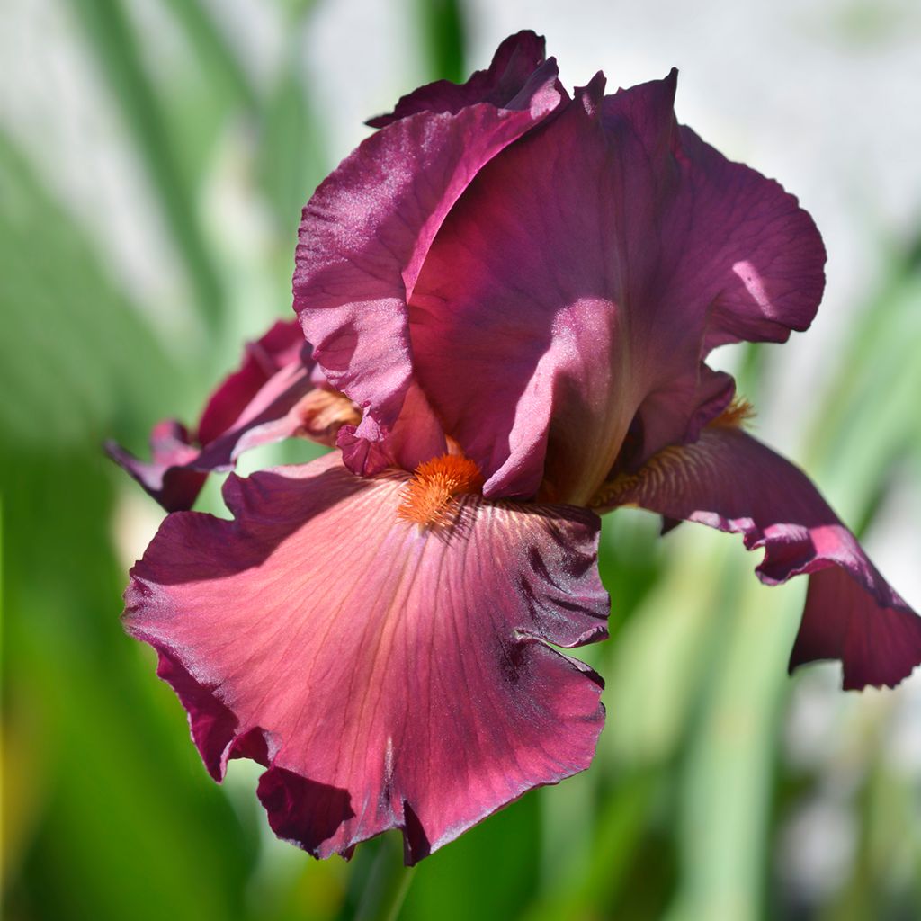 Iris germanica Lady Friend - Giaggiolo paonazzo