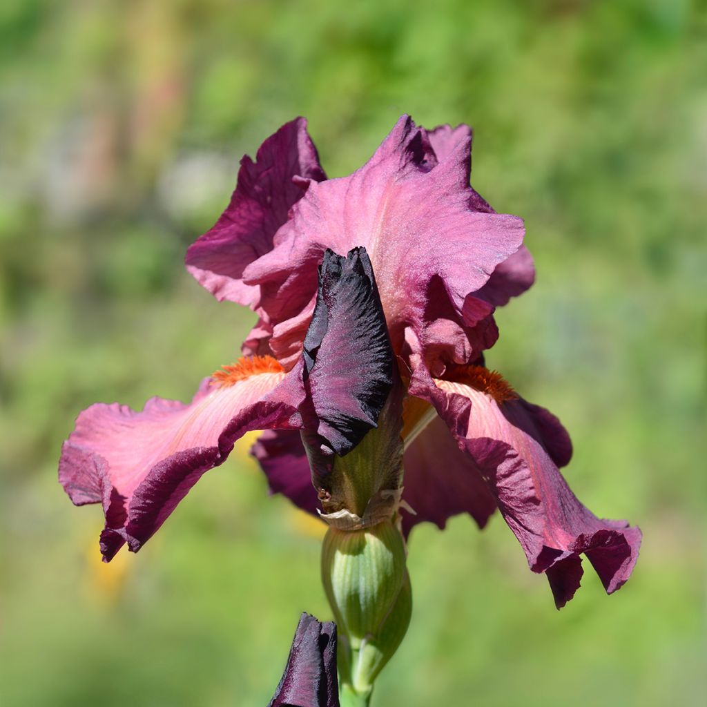 Iris germanica Lady Friend - Giaggiolo paonazzo