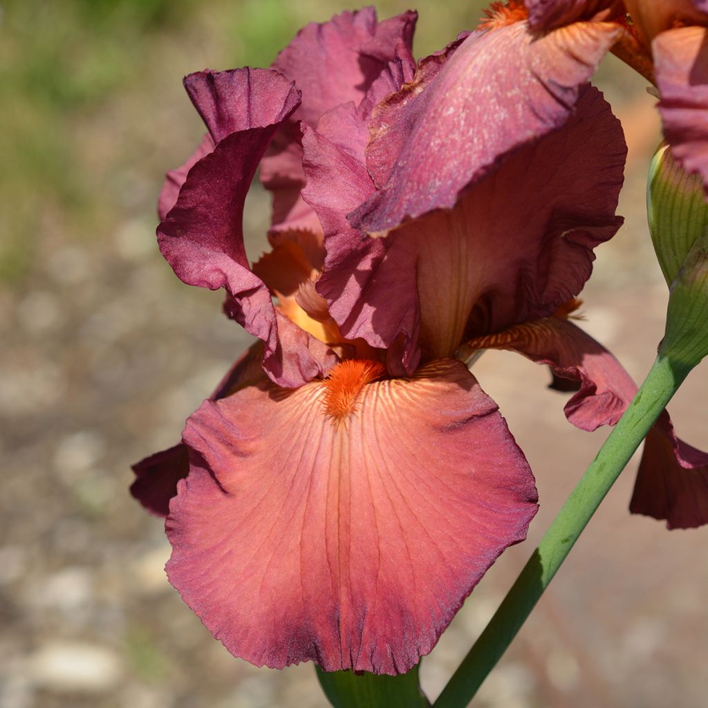 Iris germanica Lady Friend - Giaggiolo paonazzo