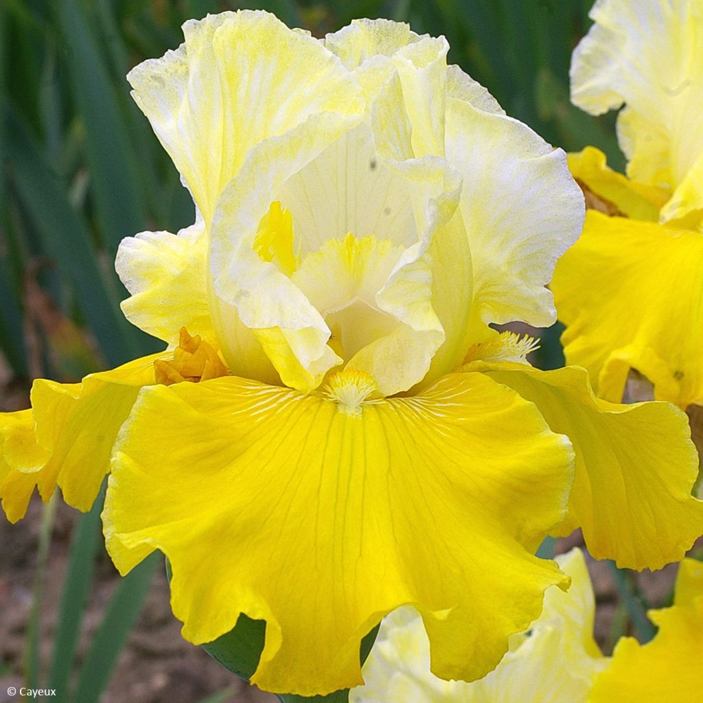 Iris germanica Lune et Soleil - Giaggiolo paonazzo