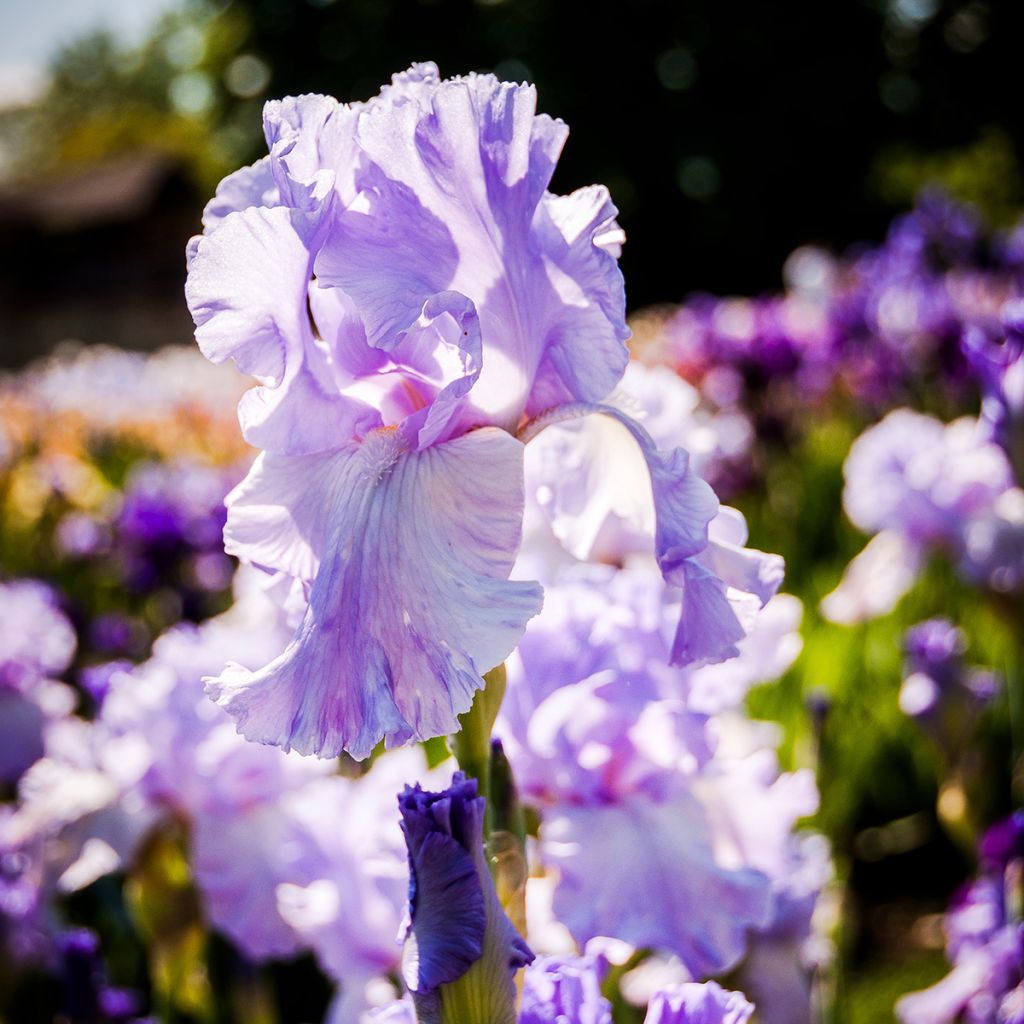 Iris germanica Mary Frances - Giaggiolo paonazzo