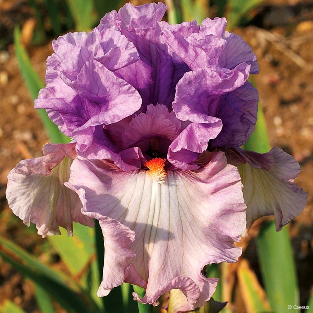 Iris germanica Modern Woman - Giaggiolo paonazzo