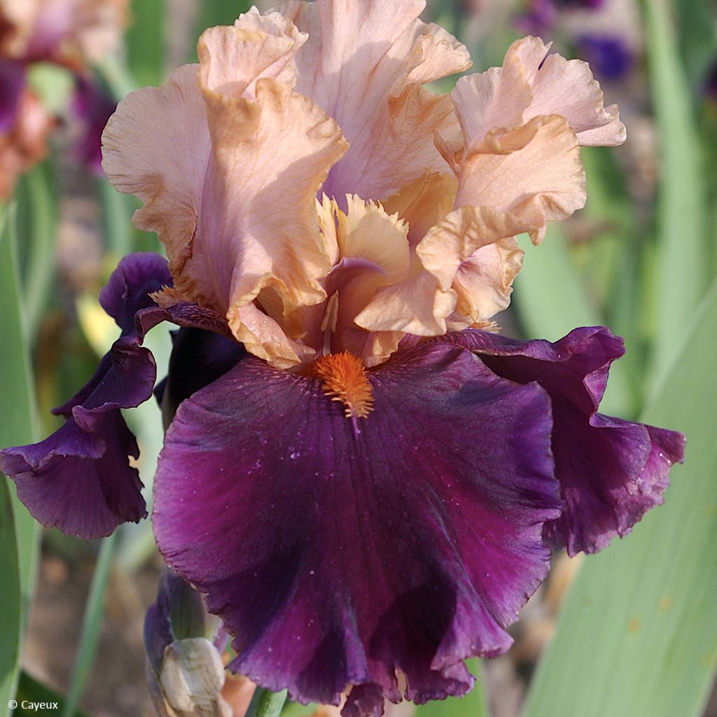 Iris germanica Naples - Giaggiolo paonazzo