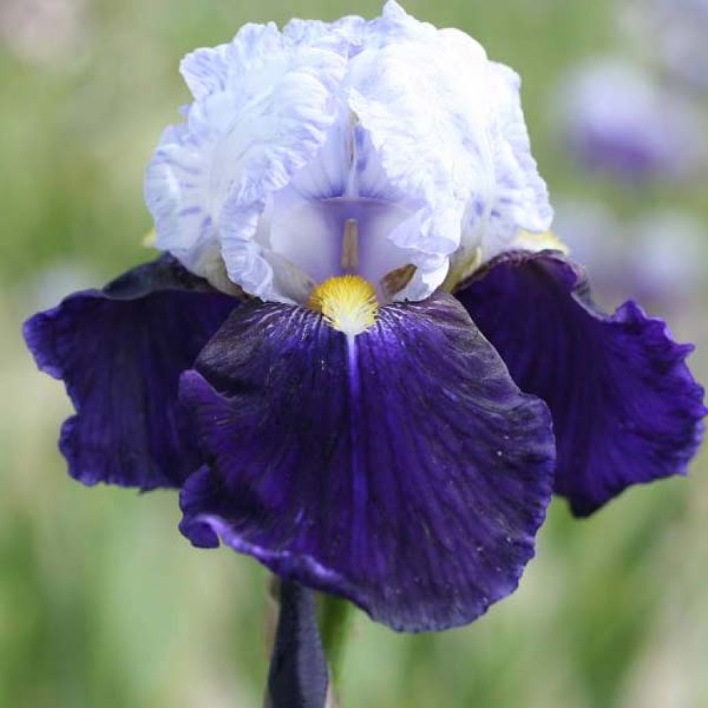 Iris germanica Night Edition - Giaggiolo paonazzo