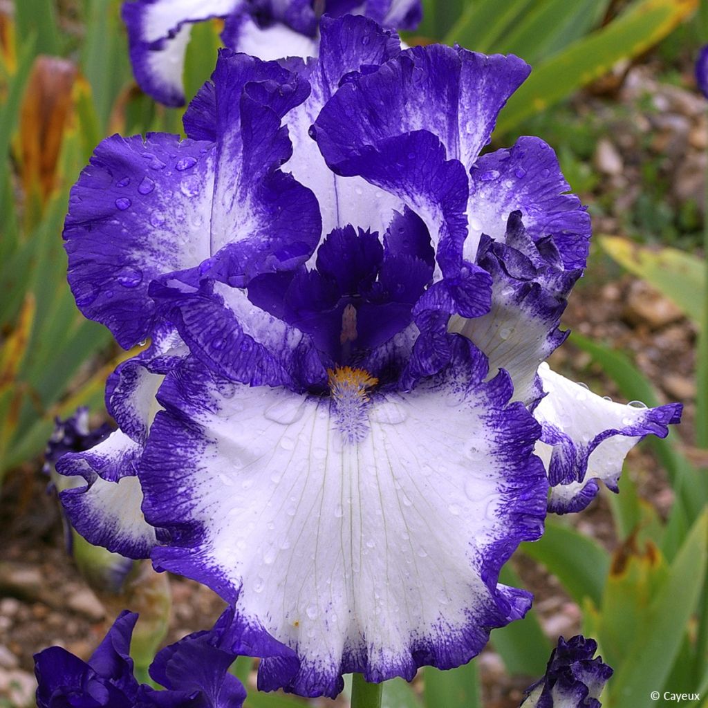 Iris germanica On The Move - Giaggiolo paonazzo