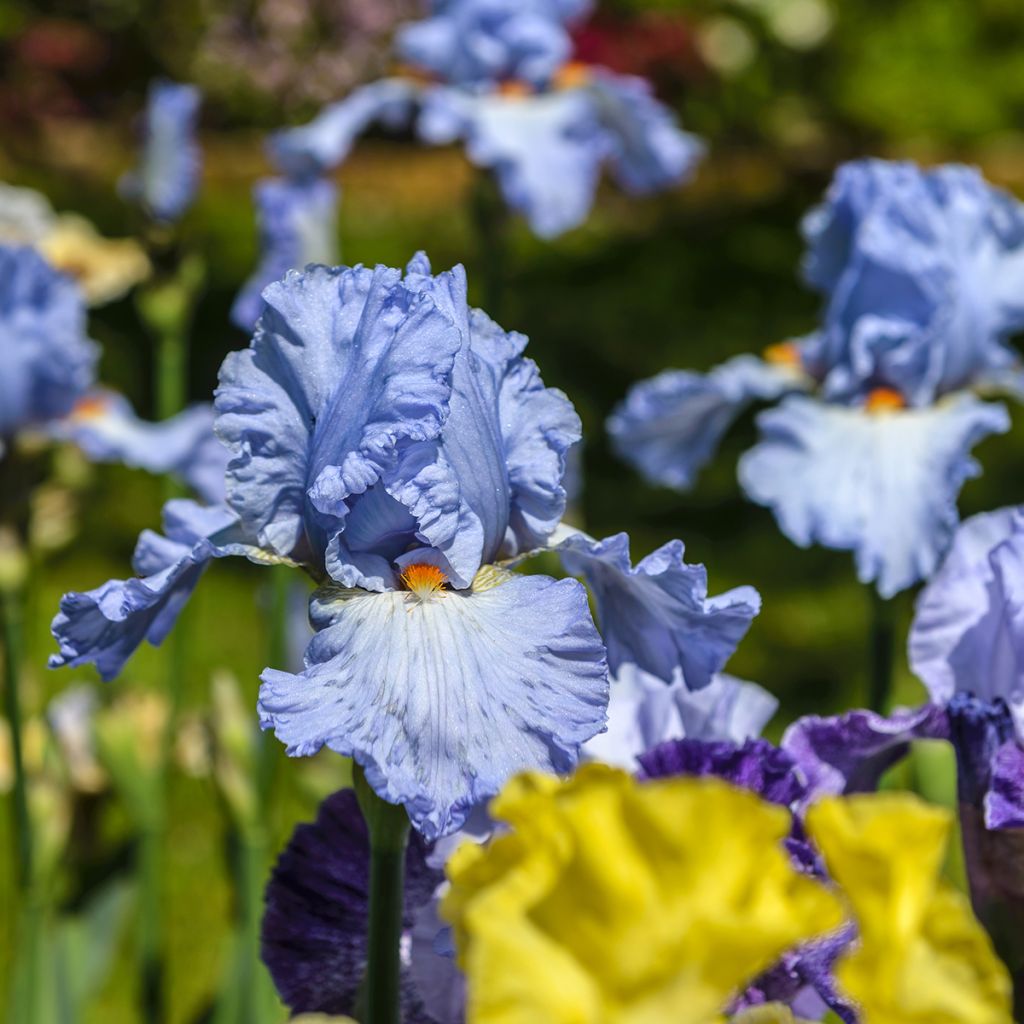 Iris germanica Princesse Caroline de Monaco - Giaggiolo paonazzo