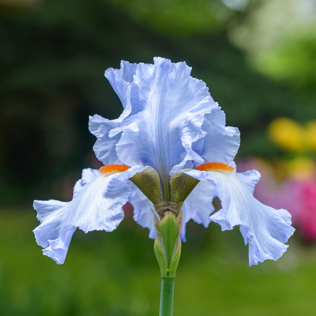 Iris germanica Princesse Caroline de Monaco - Giaggiolo paonazzo