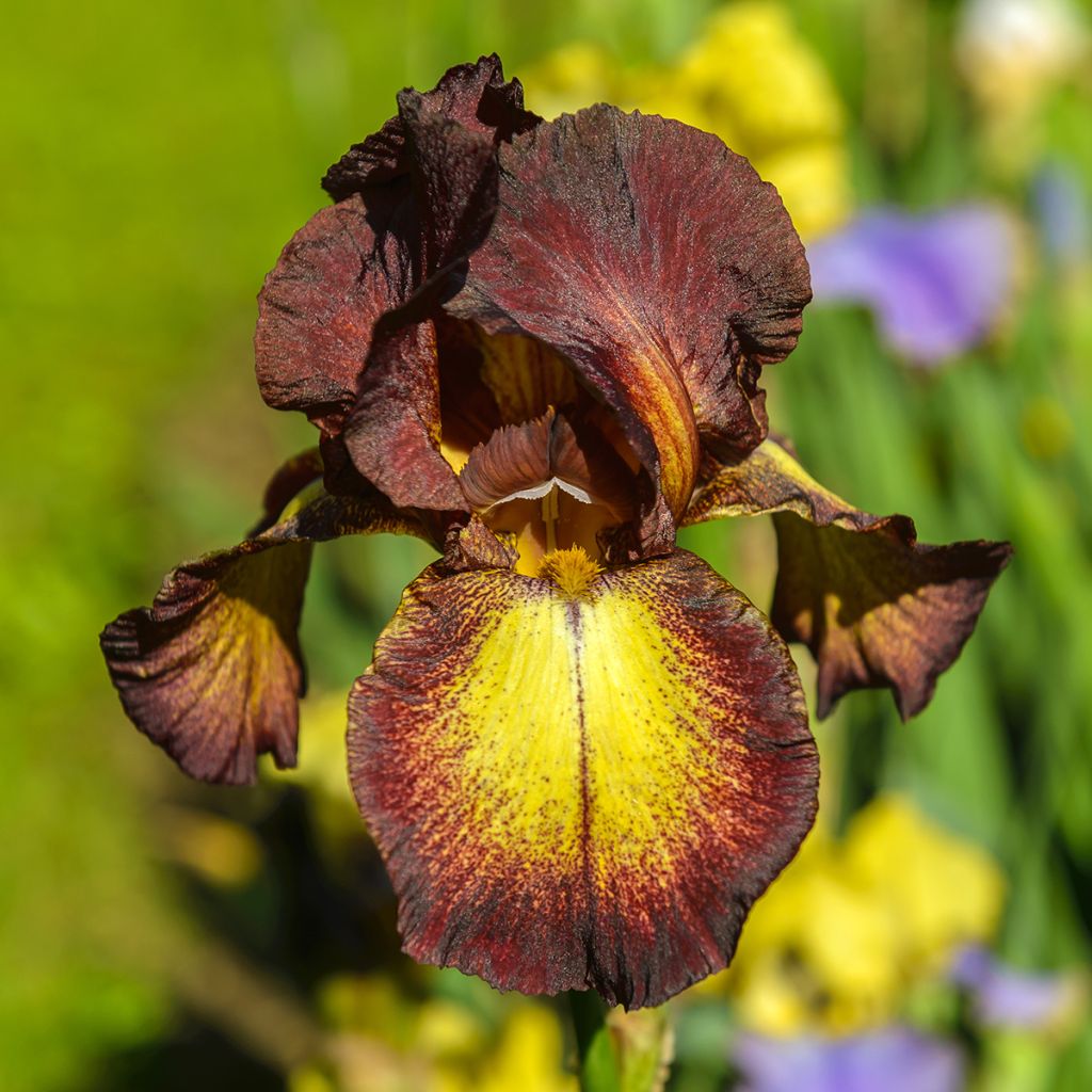 Iris germanica Provençal - Giaggiolo paonazzo