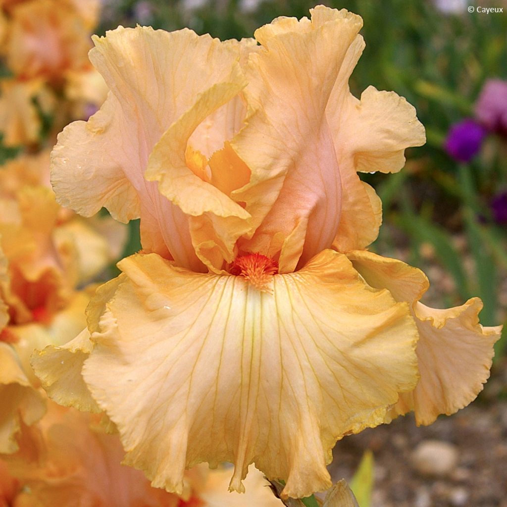 Iris germanica Qualified - Giaggiolo paonazzo