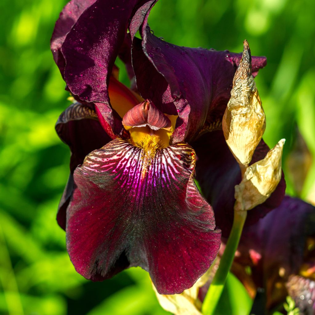 Iris germanica Red Orchid - Giaggiolo paonazzo