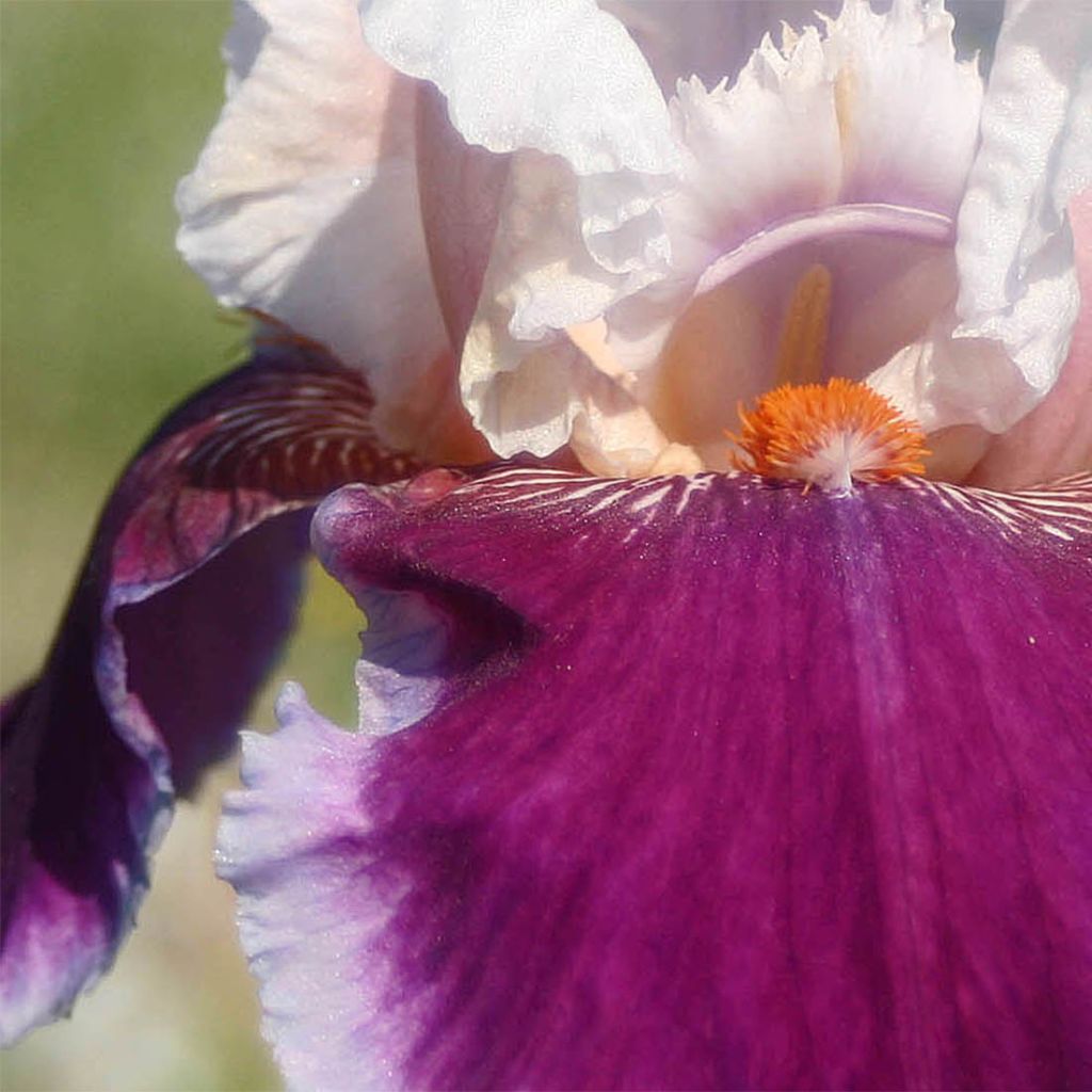 Iris germanica Ringo - Iris des Jardins