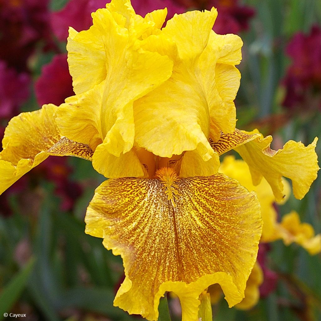 Iris germanica Rio de Oro - Giaggiolo paonazzo