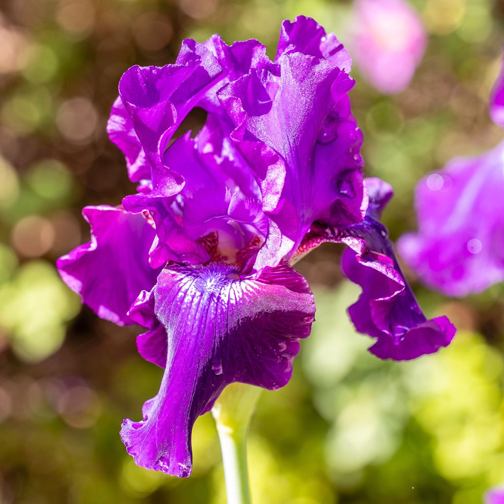 Iris germanica Rosalie Figge - Giaggiolo paonazzo