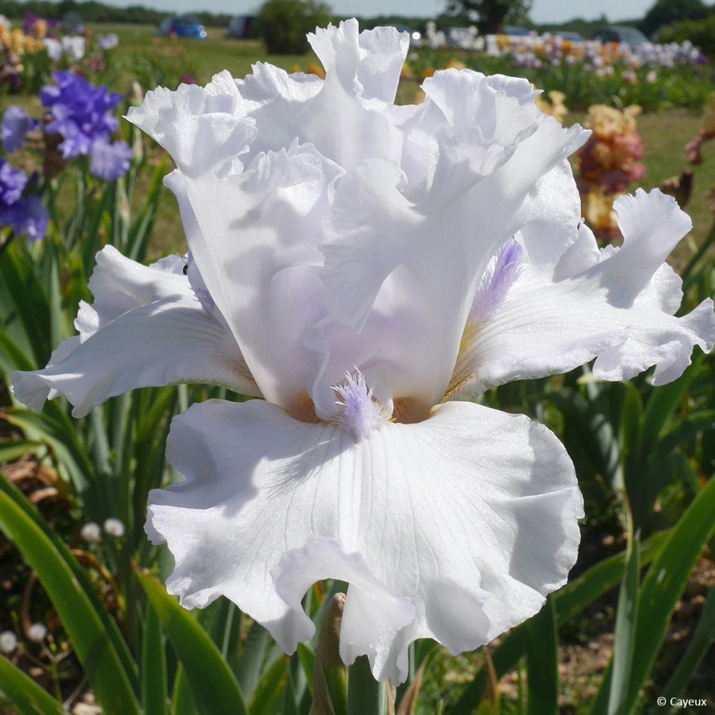 Iris germanica Sharper Image - Giaggiolo paonazzo