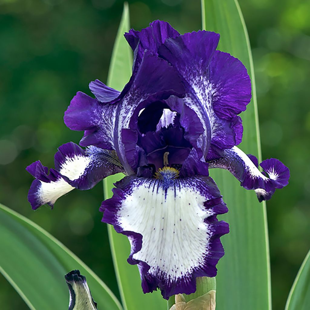 Iris germanica Stepping Out - Iris des Jardins 