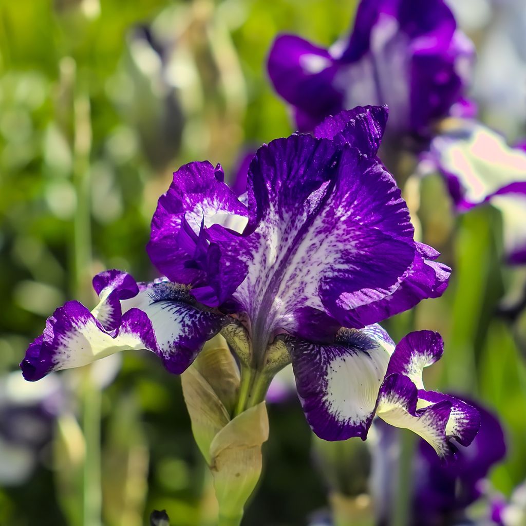 Iris germanica Stepping Out - Giaggiolo paonazzo