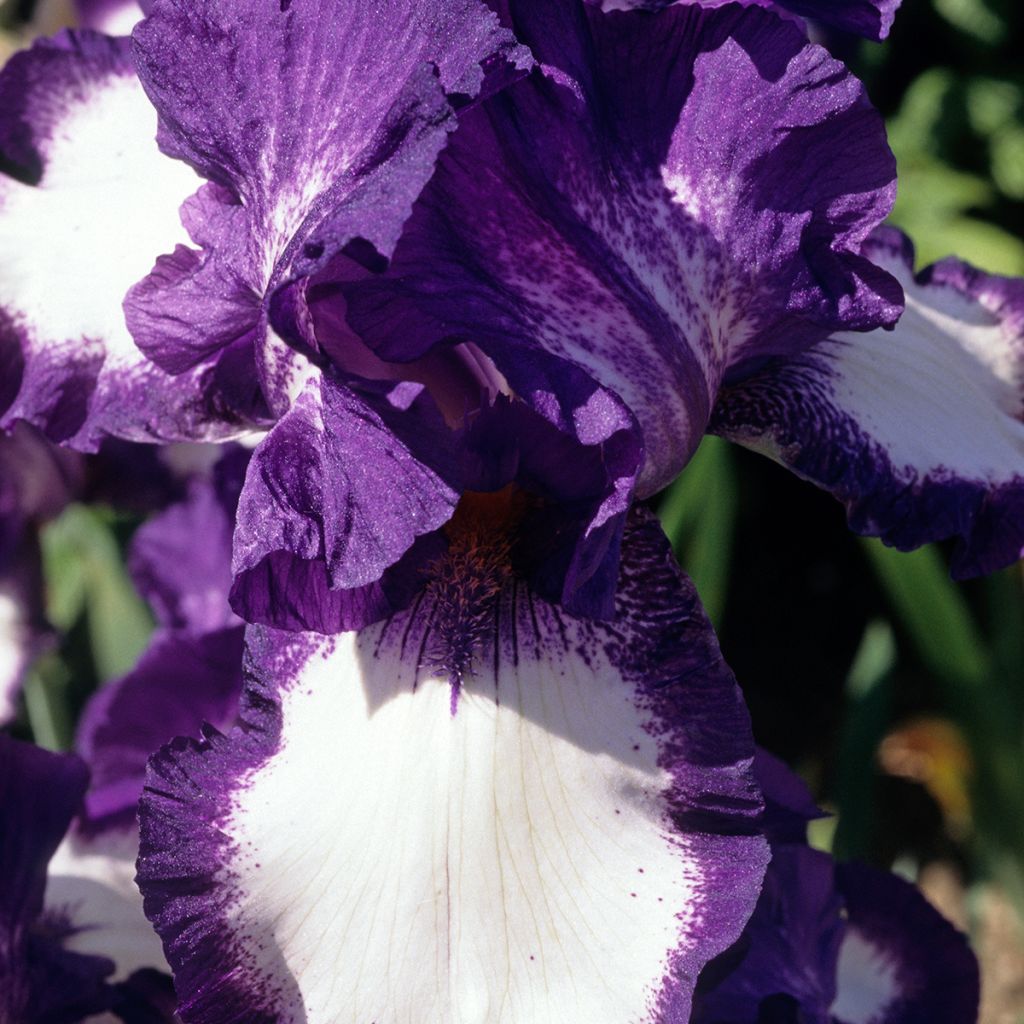 Iris germanica Stepping Out - Giaggiolo paonazzo