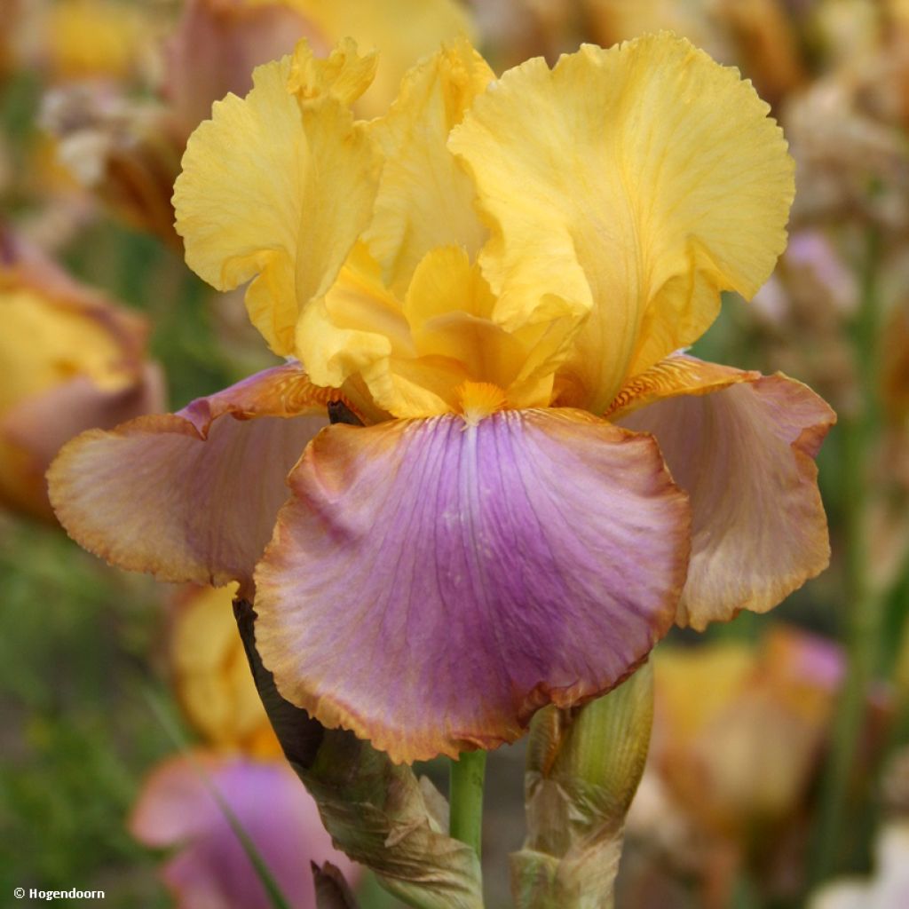 Iris germanica Sunset Sky - Giaggiolo paonazzo