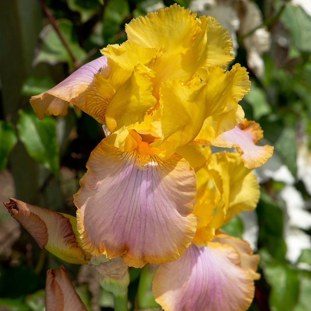 Iris germanica Sunset Sky - Giaggiolo paonazzo