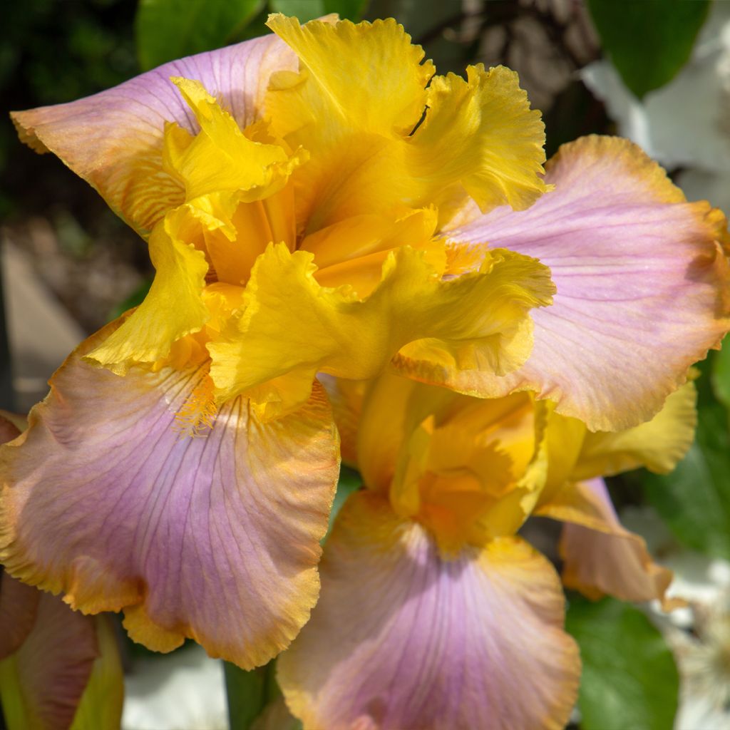 Iris germanica Sunset Sky - Giaggiolo paonazzo