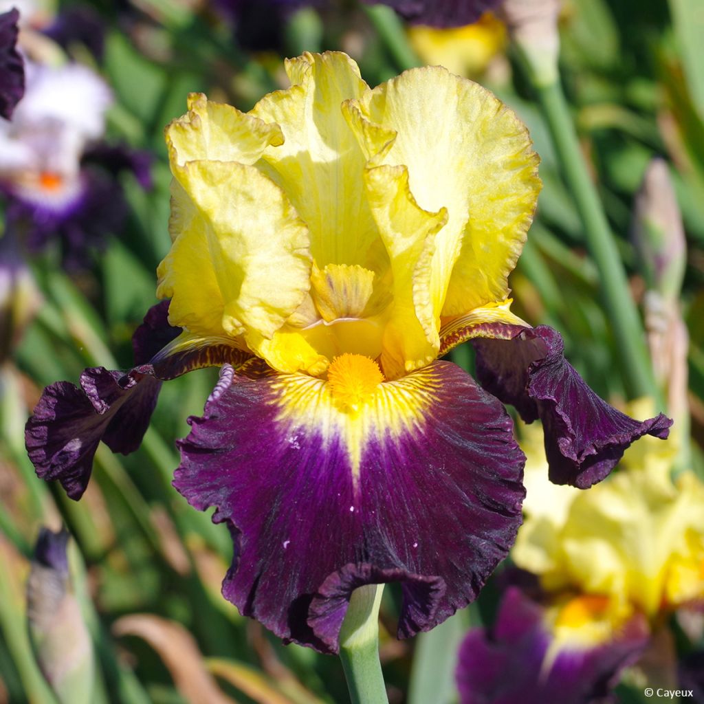 Iris germanica Tel Arlequin - Giaggiolo paonazzo