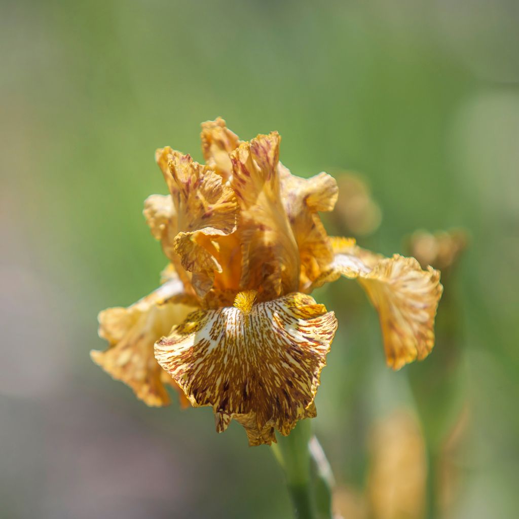 Iris germanica Tiger Honey - Giaggiolo paonazzo