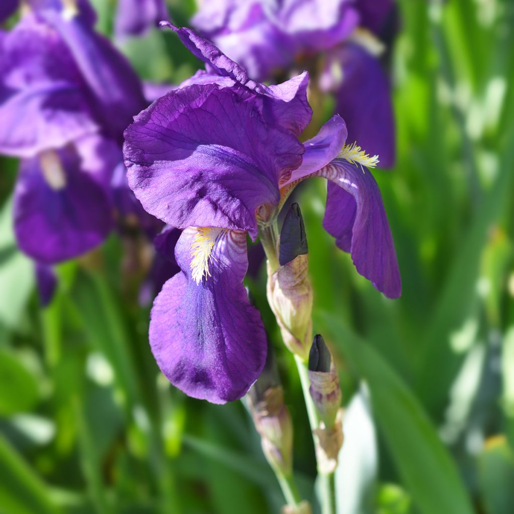 Iris illyrica - Giaggiolo illirico