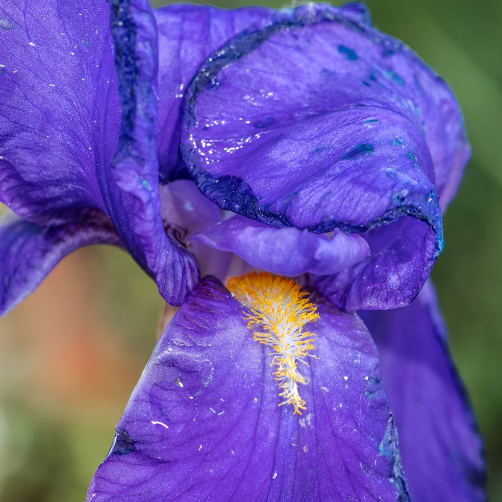 Iris illyrica - Giaggiolo illirico