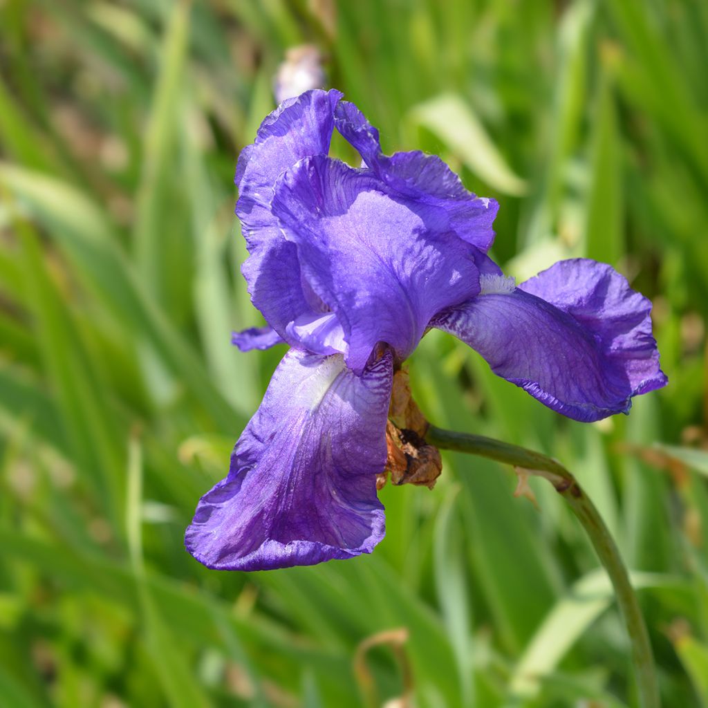 Iris illyrica - Giaggiolo illirico