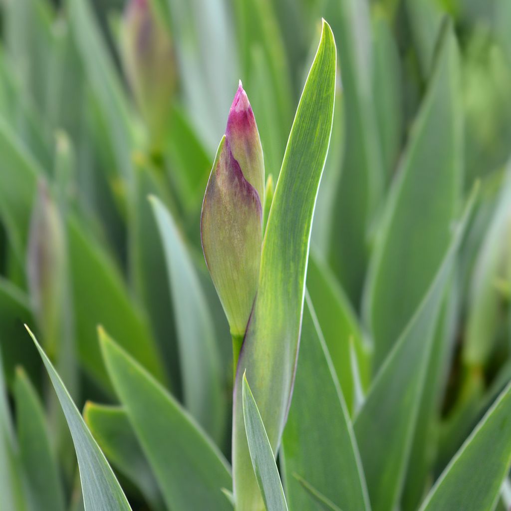 Iris illyrica - Giaggiolo illirico