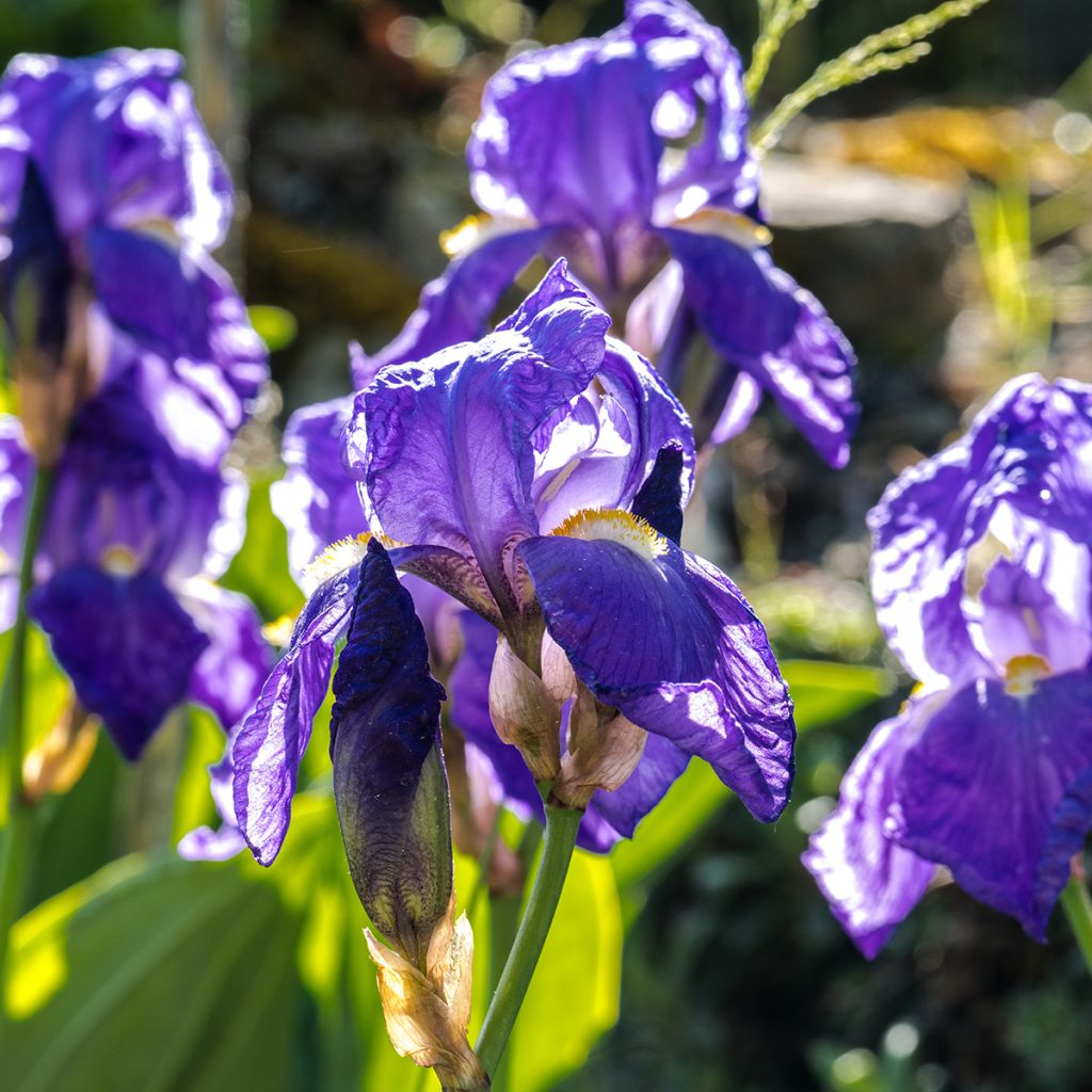 Iris illyrica - Giaggiolo illirico