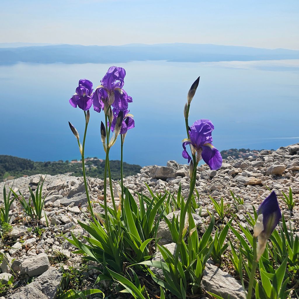 Iris illyrica - Giaggiolo illirico