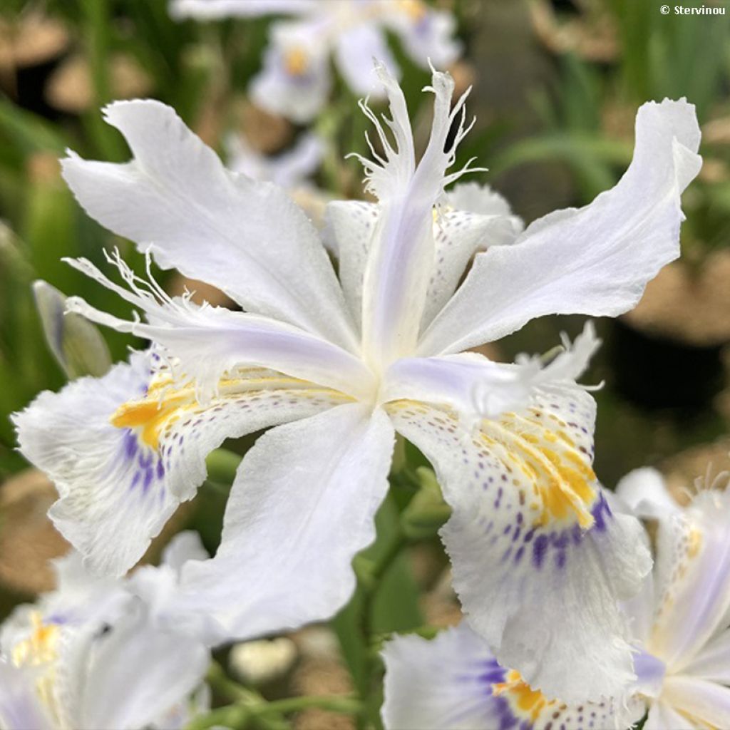 Iris japonica - Giaggiolo giapponese