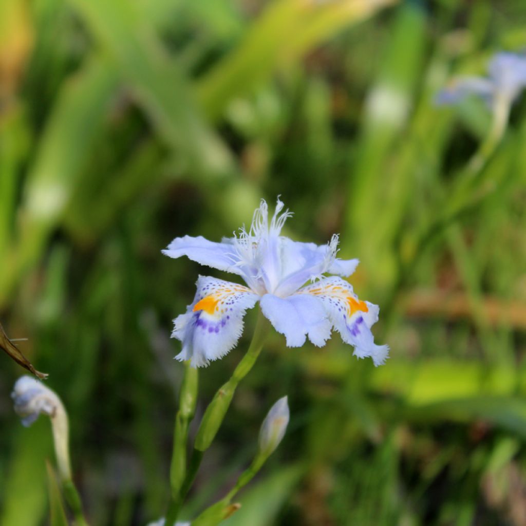 Iris japonica - Giaggiolo giapponese