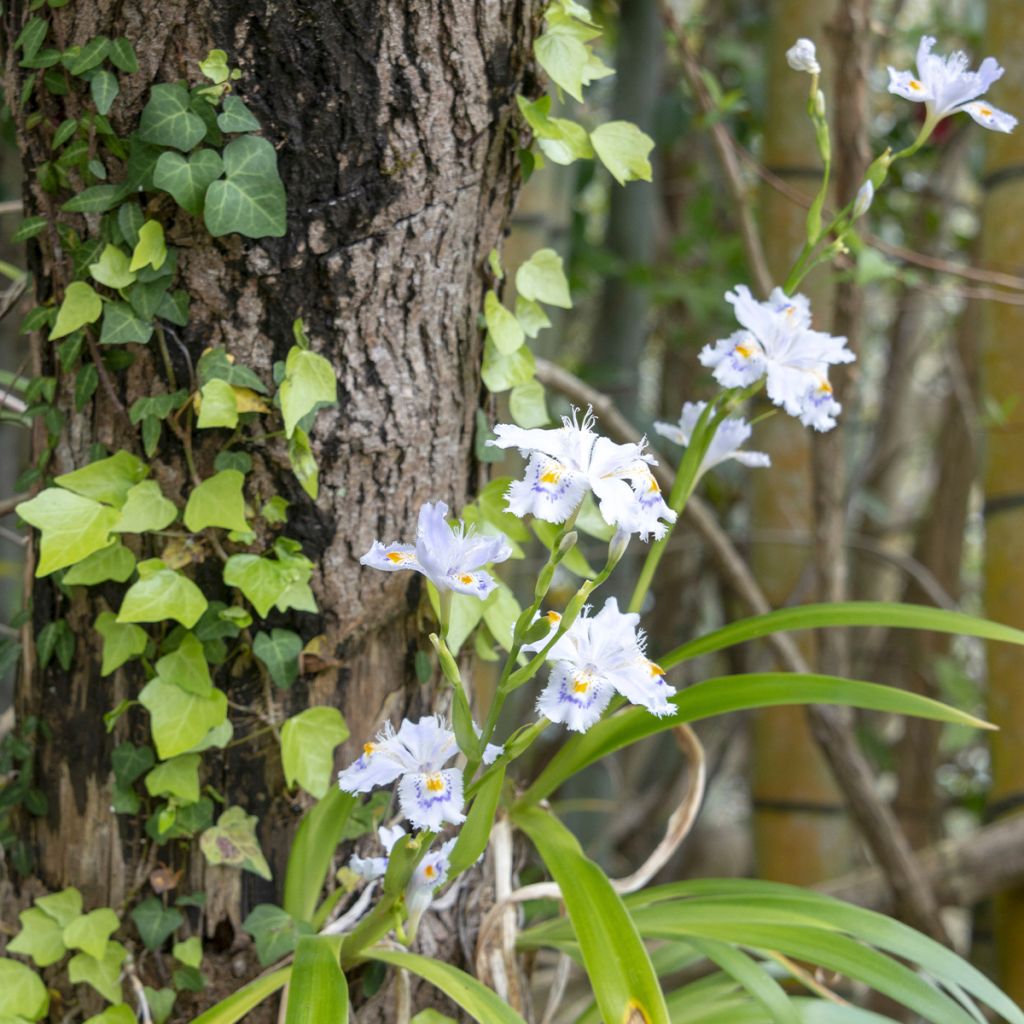 Iris japonica - Giaggiolo giapponese