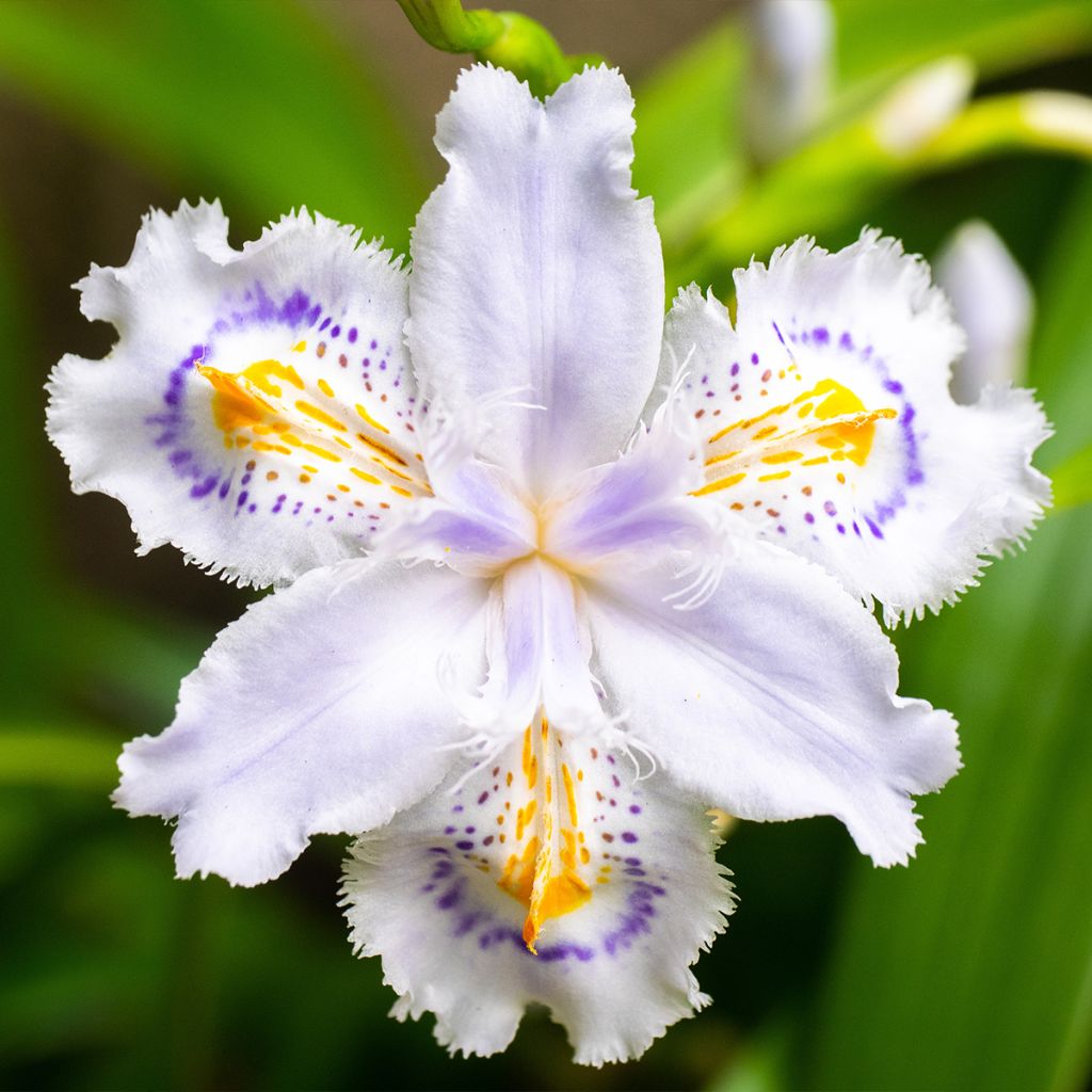 Iris japonica - Giaggiolo giapponese