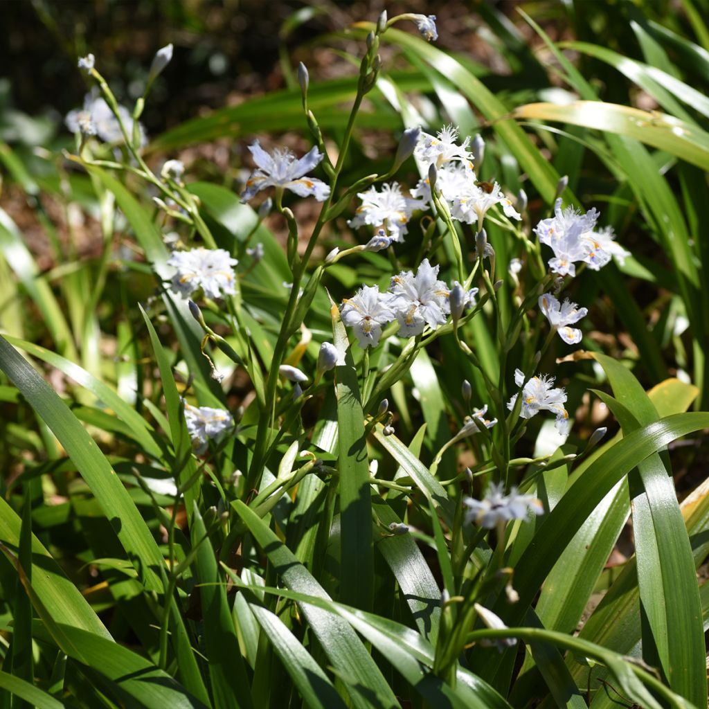 Iris japonica - Giaggiolo giapponese