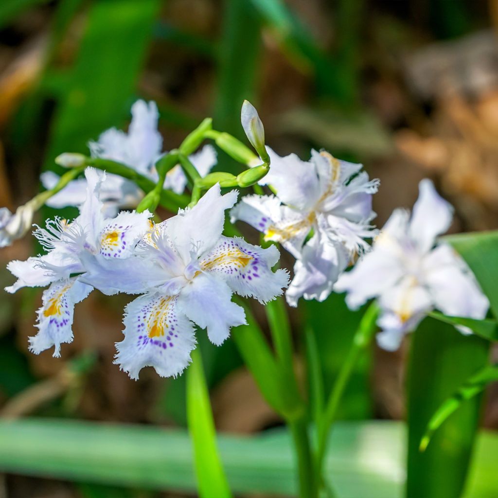 Iris japonica - Giaggiolo giapponese