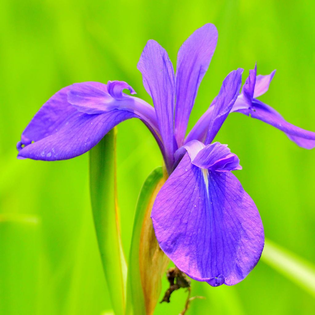 Iris laevigata - Iris giapponese